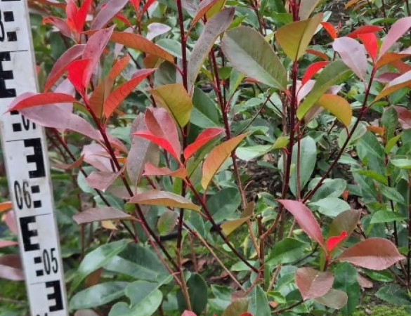 Glansmispel - Photinia x Fras. red robin
