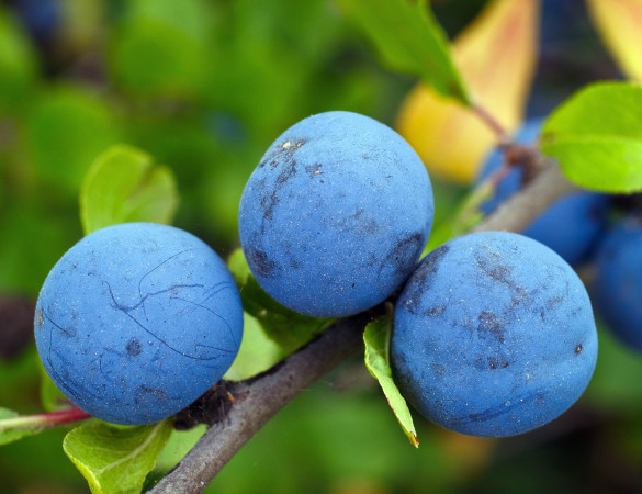 Donkerblauwe Pruim - Prunus Domestica 'Bleu de belgique'