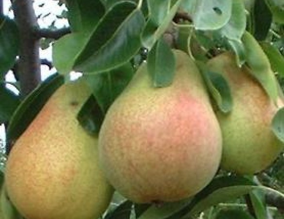Bon louise - grote fijne handpeer
