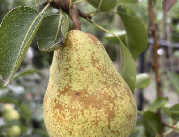 Bon louise - grote fijne handpeer