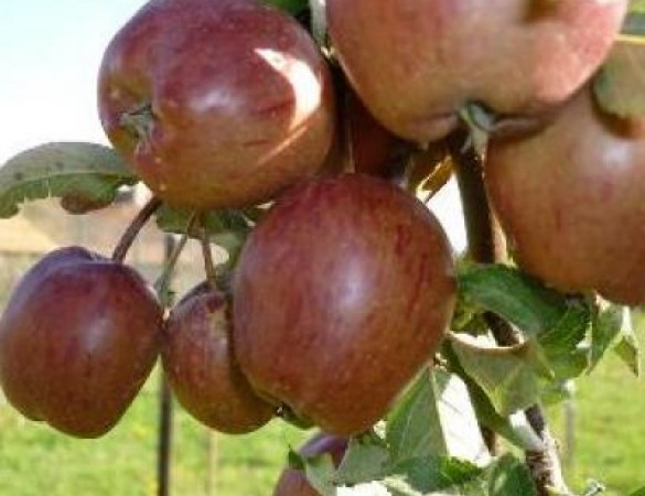 Brabantse bellefleur - malus domestica 'Brabantse Bellefleur'