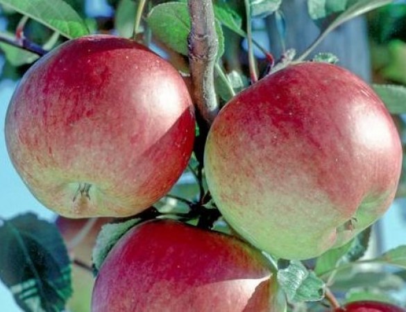 zeelandse appel - Malus Braeburn