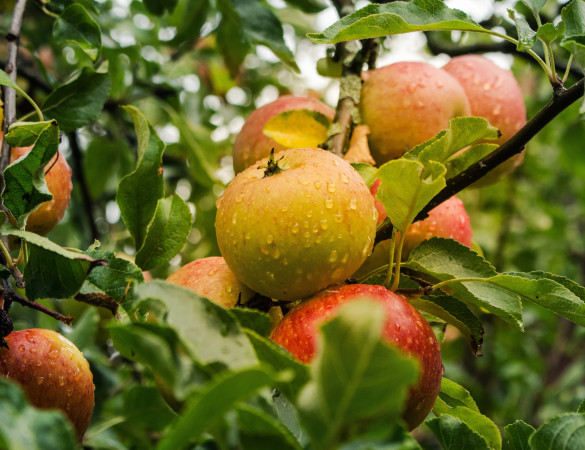 zeelandse appel - Malus Braeburn