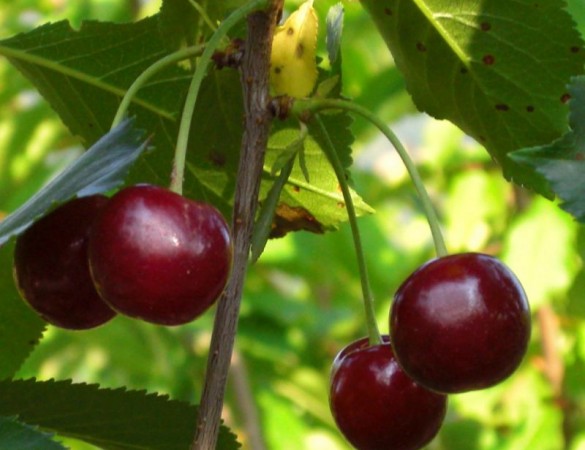Vroege kers - Prunus 'Burlat'