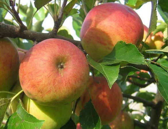 Ecologische zelfbestuivende Elstar - Malus Elstar Ecolette