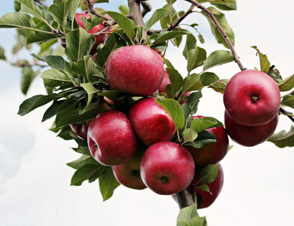 Ecologische zelfbestuivende Elstar - Malus Elstar Ecolette
