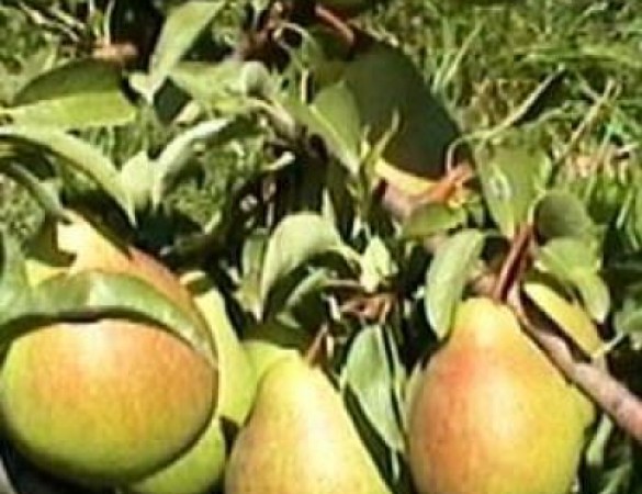 Franse  HandPeer -Pyrus communis 'Charneux'