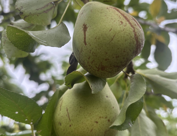 Franse  HandPeer -Pyrus communis 'Charneux'