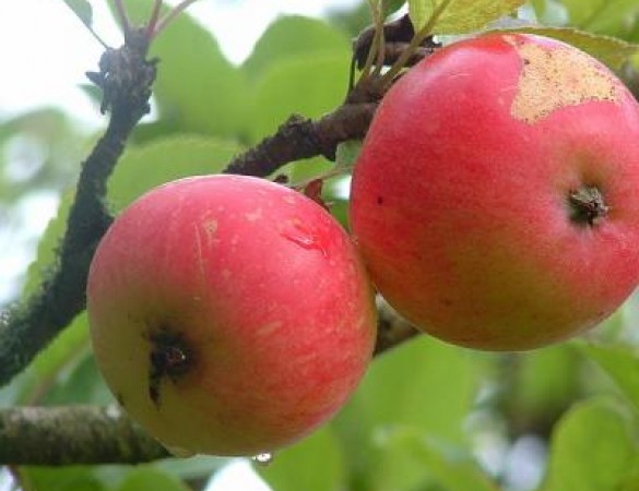 Vroege Appel - Malus Domestica 'Discovery'