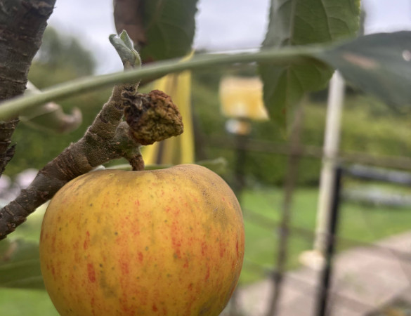 Vroege Appel - Malus Domestica 'Discovery'