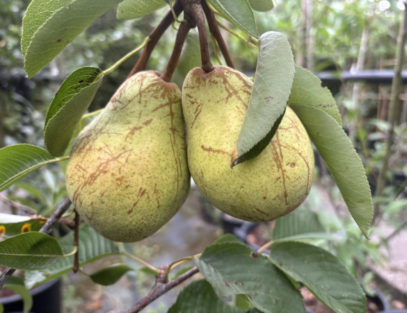 Zoete Peer - Pyrus  'Doyenne de comice'
