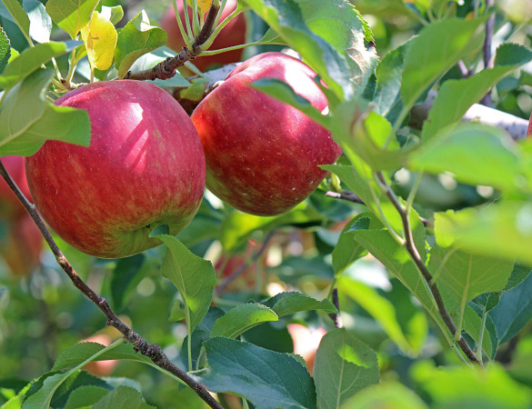 Elstar Appel - Malus Elstar