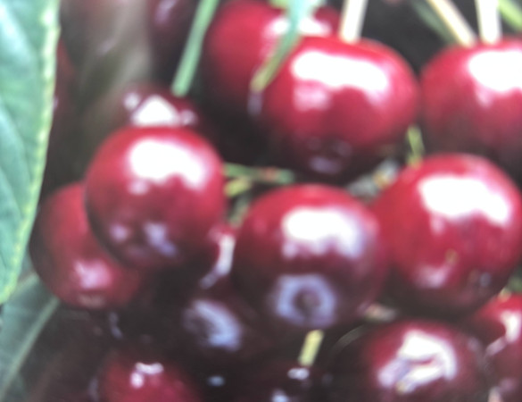 Spek kers -Prunus Avium 'Early Rivers'