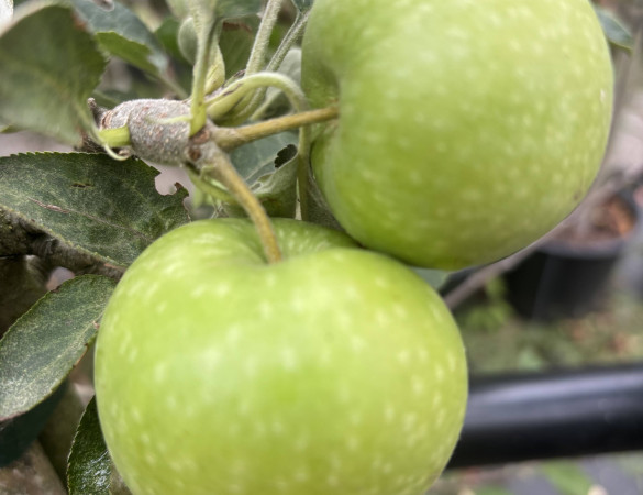 Gloster appel- Malus Gloster