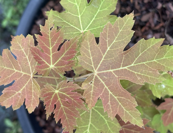 Rode Esdoorn - Acer Rubrum 'brandy wine'