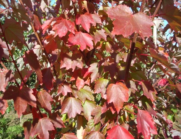 Rode Esdoorn - Acer Rubrum 'brandy wine'