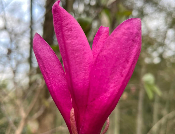 Magnolia galaxy