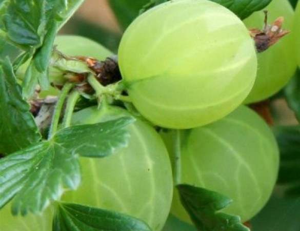 Groene Kruisbes - Ribes uva-crispa 'Invicta'
