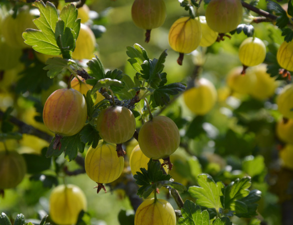 Groene Kruisbes - Ribes uva-crispa 'Invicta'