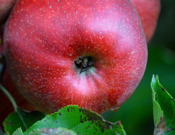 Jonagold Appel - Malus Jonagold