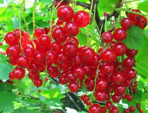 Rode Bessen - Ribes Rubrum 'Jonkheer van tets'