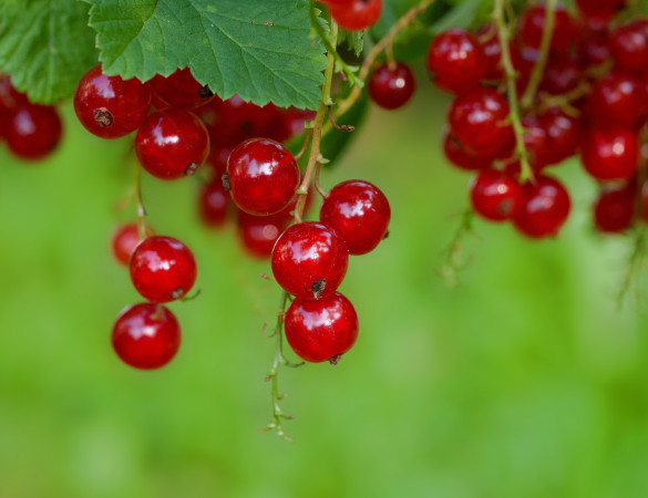 Rode Bessen - Ribes Rubrum 'Jonkheer van tets'