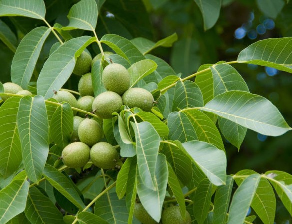 Echte Walnoot - Juglans regia