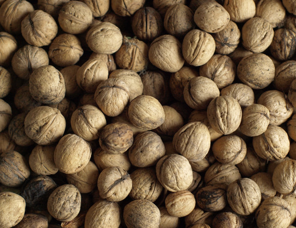 Echte Walnoot - Juglans regia