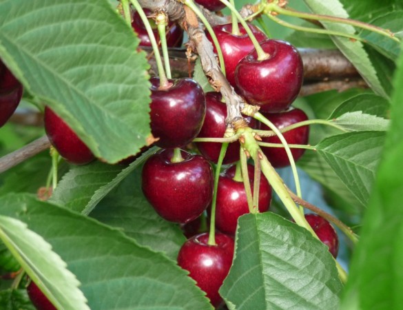 Zwarte Kers - Prunus Avium 'Mierlose zwarte'
