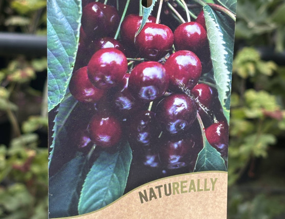 Zwarte Kers - Prunus Avium 'varikse zwarte'