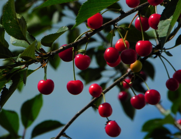 Zoet/zure Kers - Prunus Morel