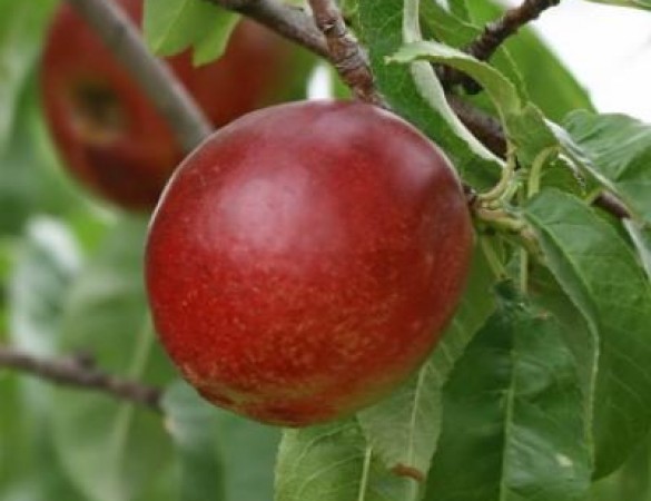 Nectarine - Prunus nuciperisa 'Nektarose'