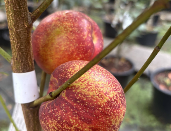 Nectarine - Prunus nuciperisa 'Nektarose'
