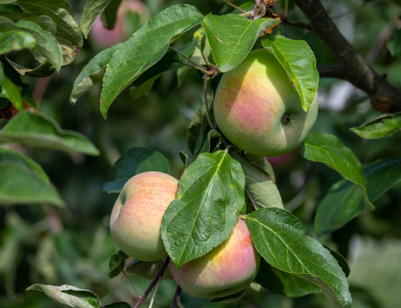 Schone van boskoop - Malus Domestica Schone van Boskoop