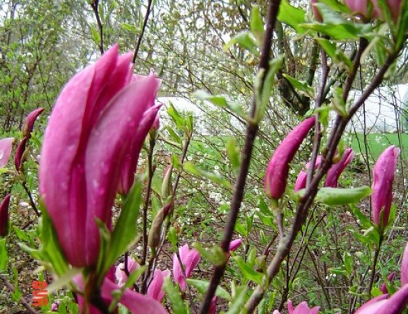 Dubbelbloeiende Beverboom - Magnolia susan meerstammig