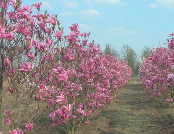 Dubbelbloeiende Beverboom - Magnolia susan meerstammig