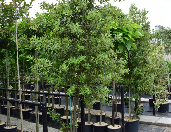 Steeneik - Quercus ilex meerstammig