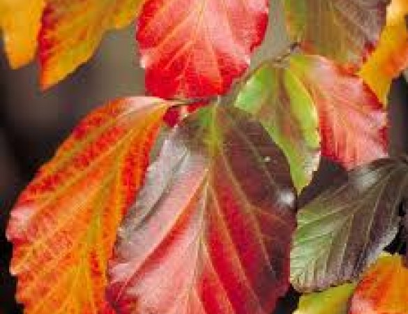 Parrotia persica vanessa Meerstammig