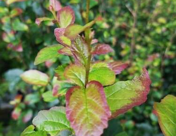 Parrotia persica vanessa Meerstammig