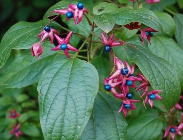Kansenboom - Clerodendrum trichotomum 'Purple Blaze'
