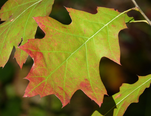 Amerikaanse Eik - Quercus Rubra hoogstam