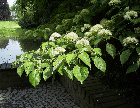 Reuzen Kornoelje - Cornus contreversa hoogstam