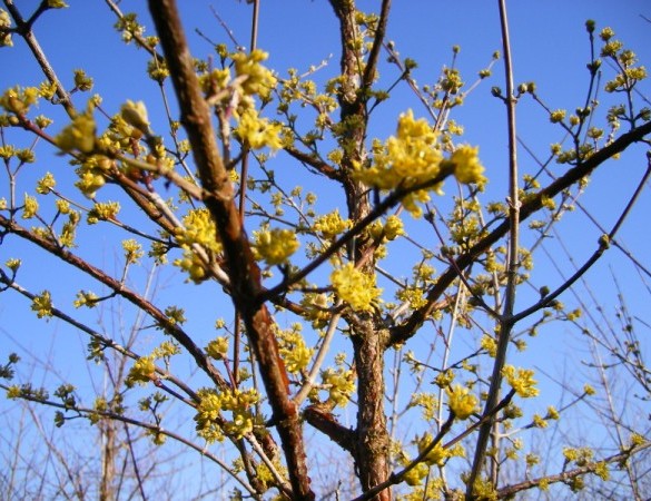Cornus off. 'Robins pride' 