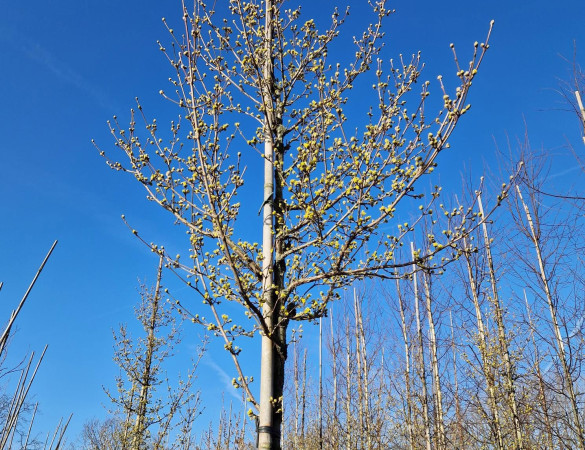 Cornus off. 'Robins pride' 