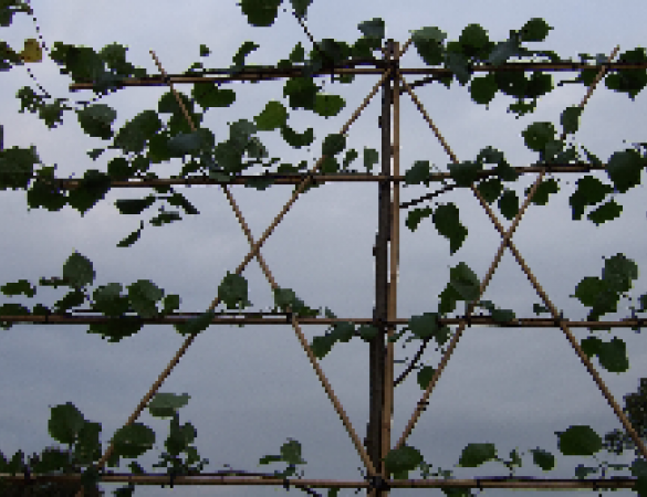 Koningslinde - Tilia Pallida Leivorm