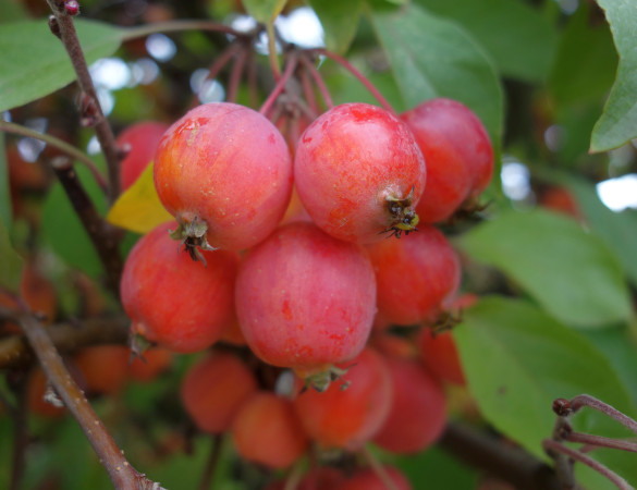 Rode Sierasppel - Malus Red sentinel