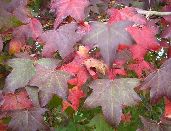 Liquidambar styraciflua - Leivorm