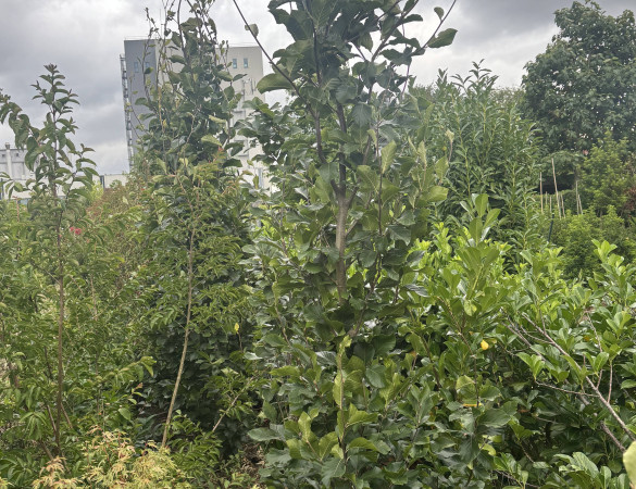 Groene Zuilbeuk - Fagus sylvatica 'dawyck' 