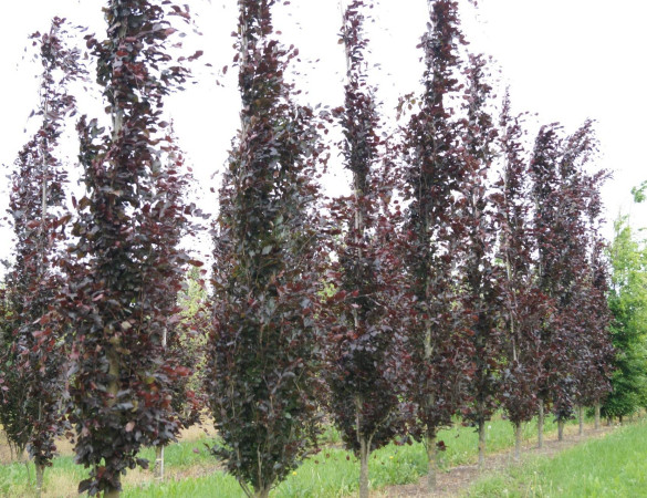 Rode Zuilbeuk - Fagus sylvatica 'dawyck purple'