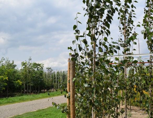 Witte Himalaya berk - Betula jaqumontii Doorenbos